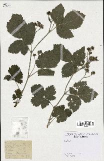 spécimen de Rubus sp.