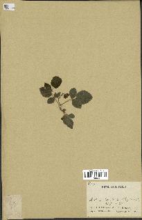 spécimen de Rubus sp.