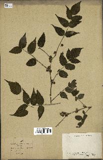 spécimen de Rubus sp.