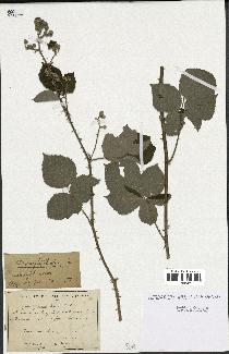 spécimen de Rubus amplifoliatus