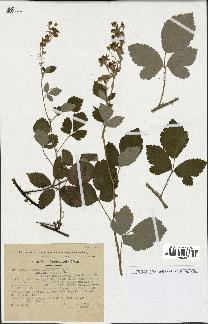 spécimen de Rubus tomentosus