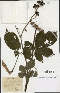 spécimen de Rubus sylvaticus