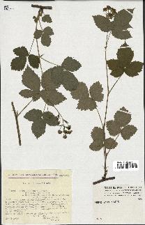 spécimen de Rubus caesius x bifrons