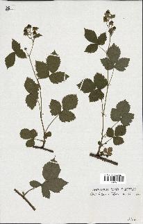 spécimen de Rubus caesius x bifrons