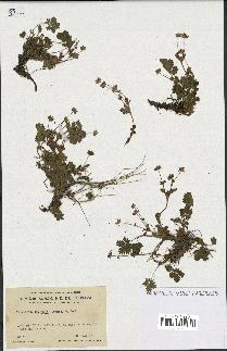 spécimen de Potentilla crantzii