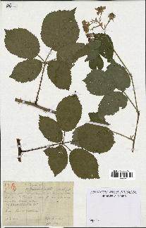 spécimen de Rubus formidabilis