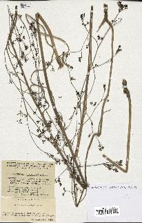 spécimen de Peucedanum munbyi