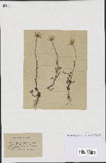 spécimen de Anthemis arvensis