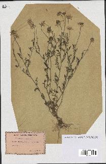spécimen de Anthemis arvensis