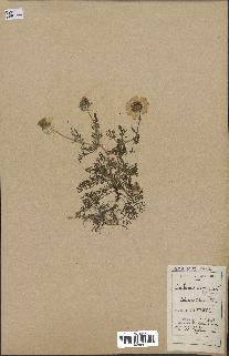 spécimen de Anthemis arvensis