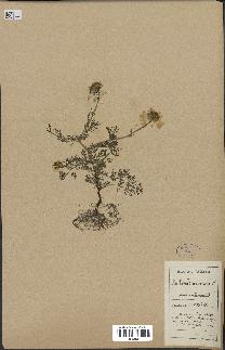 spécimen de Anthemis arvensis