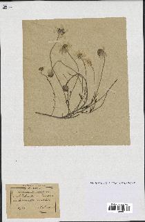 spécimen de Anthemis arvensis