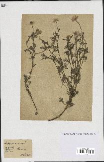 spécimen de Anthemis arvensis