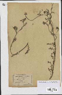 spécimen de Anthemis arvensis