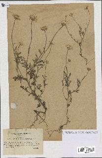 spécimen de Anthemis arvensis