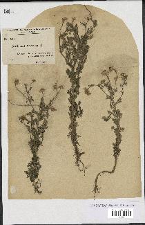 spécimen de Anthemis arvensis