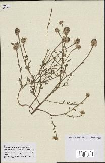 spécimen de Anthemis arvensis