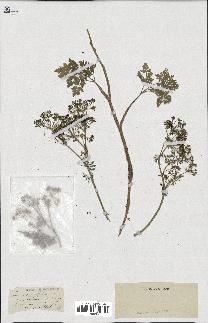 spécimen de Conium maculatum