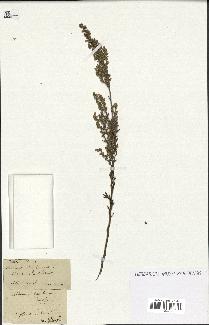 spécimen de Artemisia caerulescens