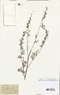 spécimen de Artemisia officinalis