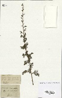 spécimen de Artemisia chamaemelifolia