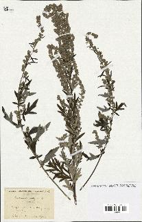 spécimen de Artemisia vulgaris
