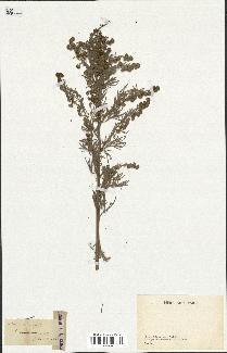 spécimen de Artemisia arborescens