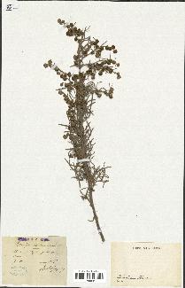 spécimen de Artemisia arborescens