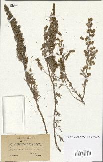 spécimen de Artemisia arborescens