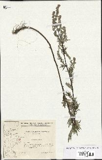 spécimen de Artemisia vulgaris