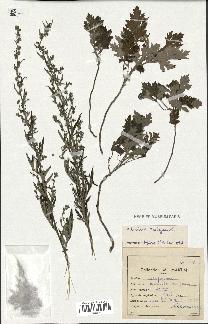 spécimen de Artemisia vulgaris