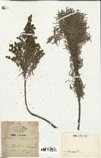 spécimen de Artemisia arborescens