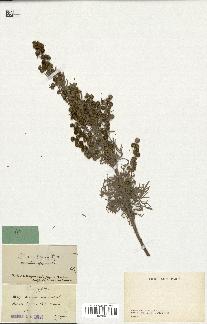 spécimen de Artemisia arborescens