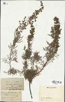 spécimen de Artemisia arborescens