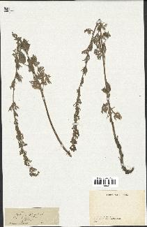 spécimen de Artemisia absinthium