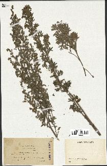 spécimen de Artemisia absinthium