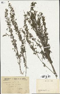 spécimen de Artemisia absinthium