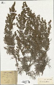 spécimen de Artemisia arborescens