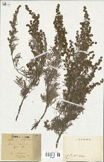 spécimen de Artemisia arborescens