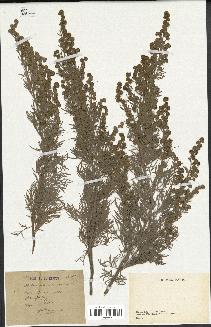 spécimen de Artemisia arborescens