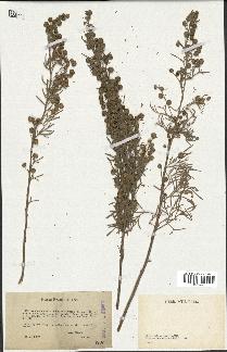 spécimen de Artemisia arborescens