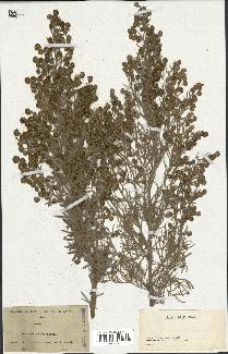 spécimen de Artemisia arborescens