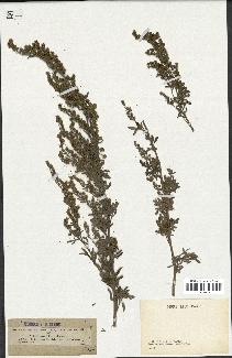 spécimen de Artemisia absinthium