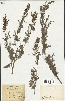 spécimen de Artemisia absinthium