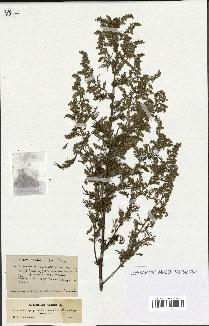 spécimen de Artemisia annua