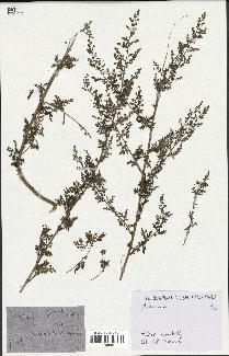 spécimen de Artemisia annua