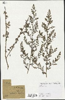 spécimen de Artemisia annua