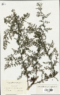 spécimen de Artemisia annua