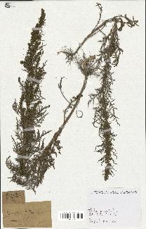 spécimen de Artemisia annua