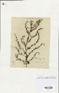 spécimen de Artemisia annua